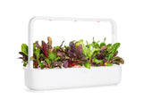Rainbow Chard Plant Pods 3-pack