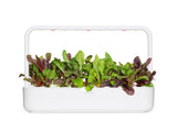 Rainbow Chard Plant Pods 3-pack