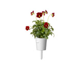 Red Pansy Plant Pods 3-pack