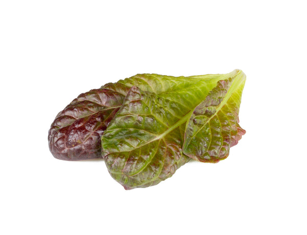 Red Romaine Lettuce Plant Pods