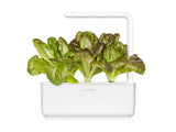 Red Romaine Lettuce Plant Pods 3-pack