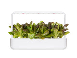 Red Romaine Lettuce Plant Pods 3-pack