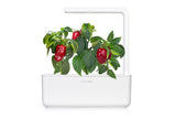 Red Sweet Pepper Plant Pods 3-pack