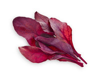 Red Chard Plant Pods / Grow red leaf beet at home. Click & Grow smart gardens. Grow food with Click and Grow.