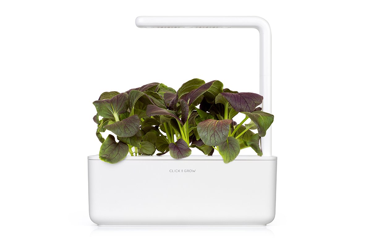 Red Pak Choi Plant Pods Click Grow Click Grow UK