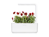 Red Pansy Plant Pods 3-pack