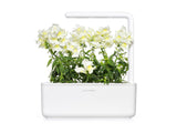 White Snapdragon Plant Pods 3-pack