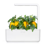 Yellow Sweet Pepper Plant Pods 3-pack