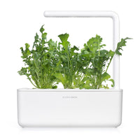 Arugula Plant Pods / Arugula Plant Pods