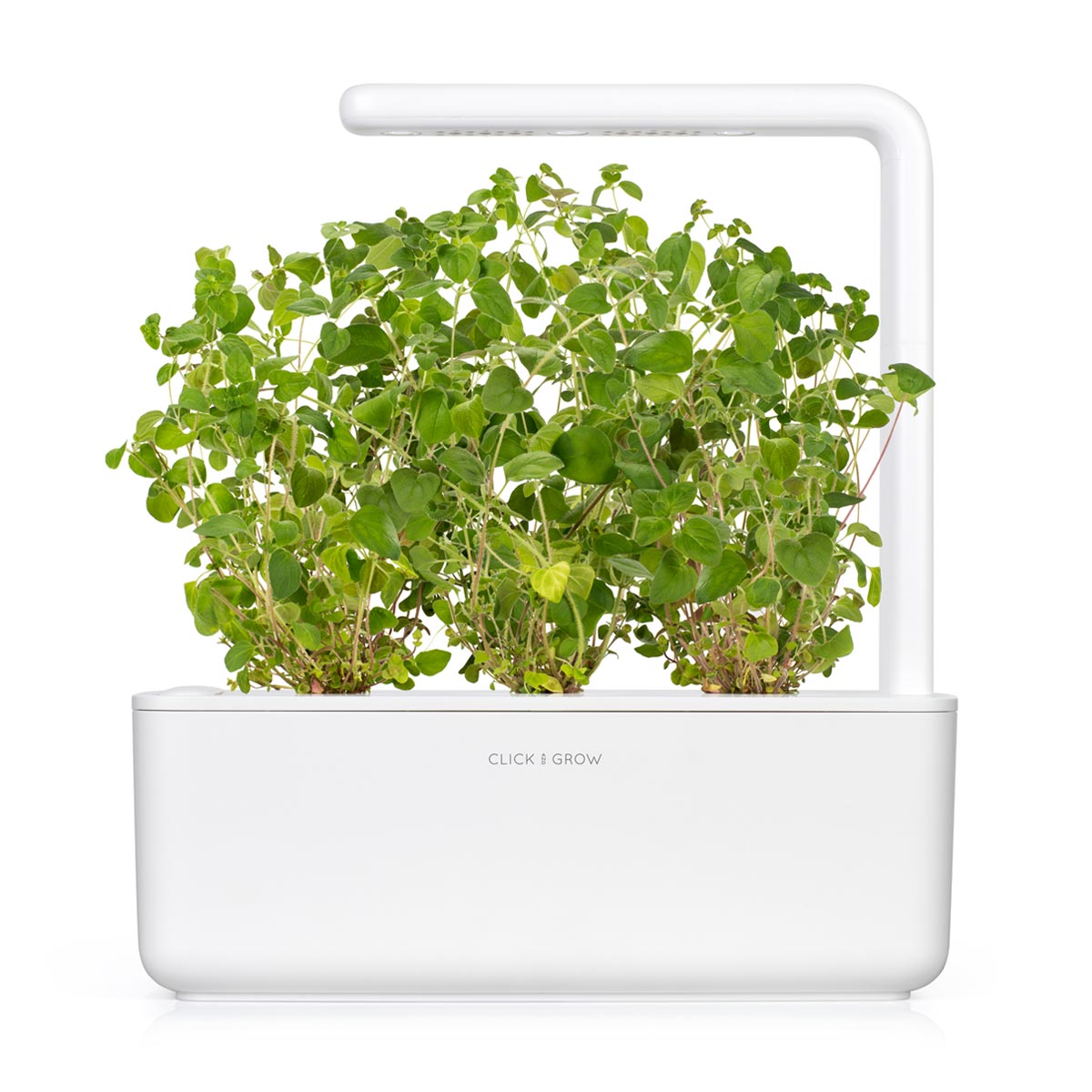 Oregano Plant Pods / Oregano Plant Pods