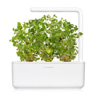 Oregano Plant Pods / Oregano Plant Pods