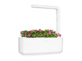 Sweet Alyssum Plant Pods 3-pack