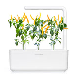 Yellow Chili Pepper Plant Pods 3-pack