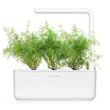 Dill Plant Pods 3-pack