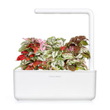 Polka Dot Flower Plant Pods 3-pack