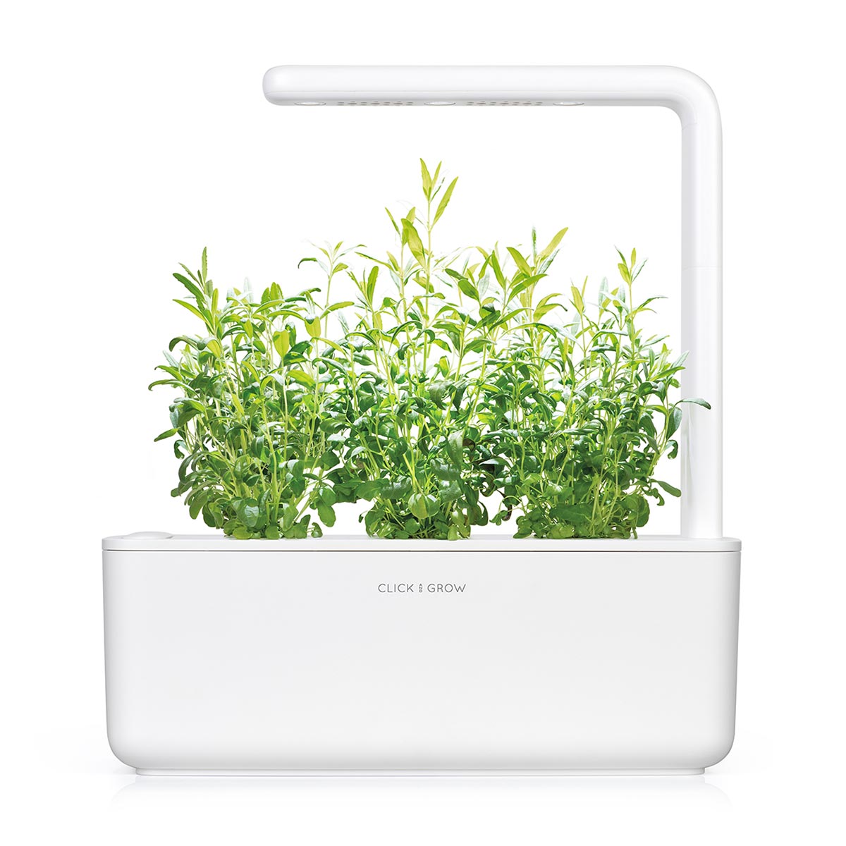Hyssop Plant Pods / Hyssop Plant Pods