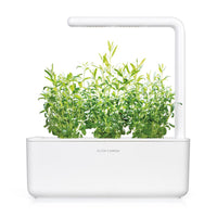 Hyssop Plant Pods / Hyssop Plant Pods