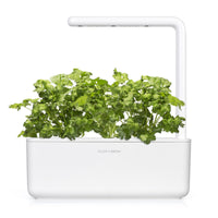 Cilantro (Coriander) Plant Pods / Cilantro (Coriander) Plant Pods