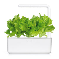 Green Lettuce Plant Pods / Green Lettuce Plant Pods