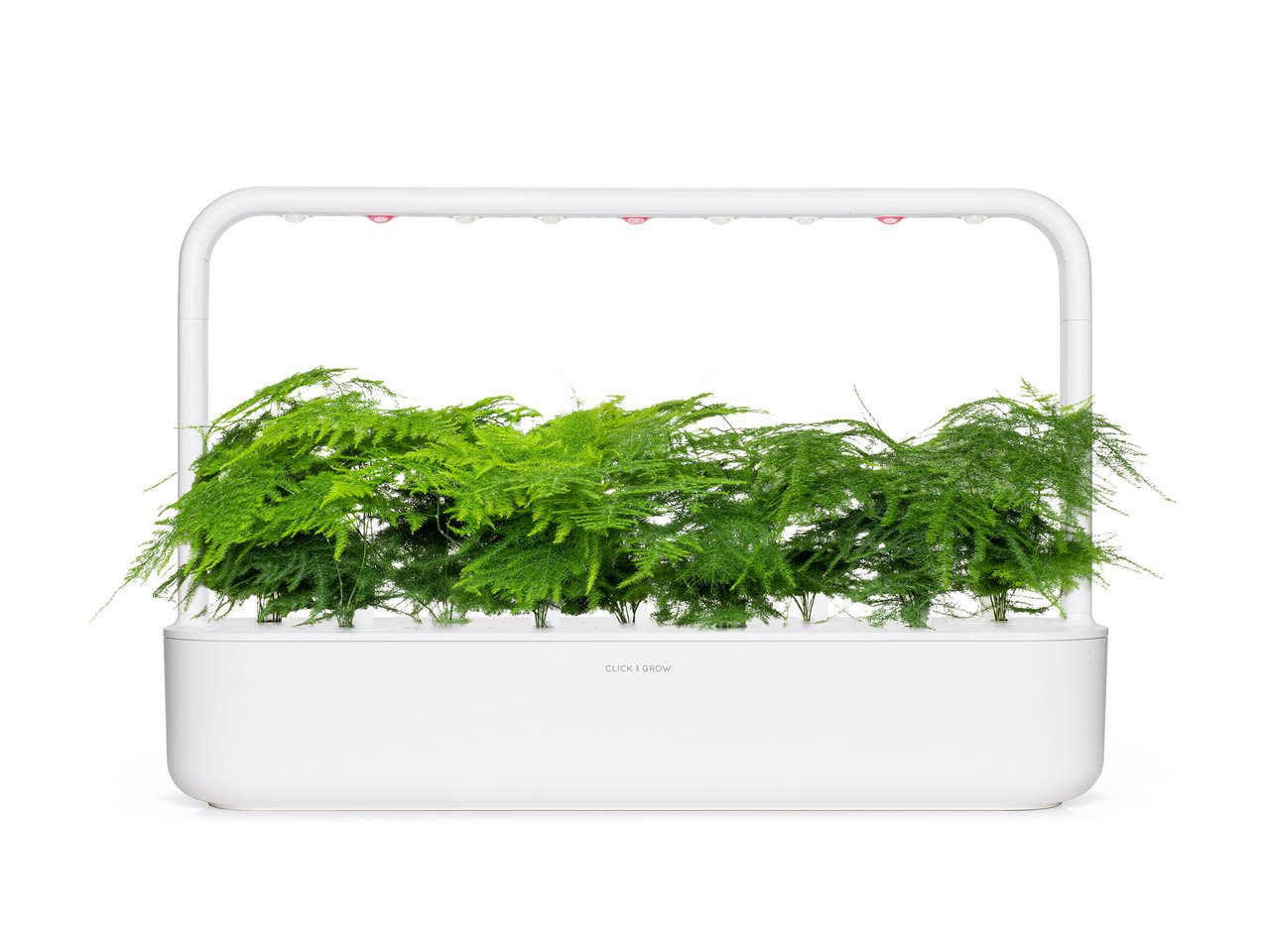 Lace Fern Plant Pods Click Grow Click Grow UK