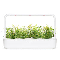 Hyssop Refill / Hyssop Refill