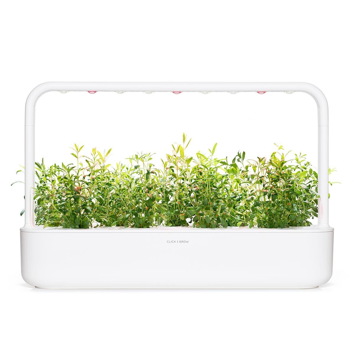 Hyssop Plant Pods / Hyssop Plant Pods
