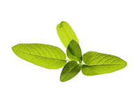 Garden Sage Plant Pods / Garden Sage Plant Pods