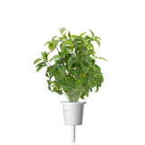 Thai Basil Plant Pods 3-pack