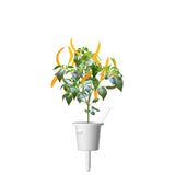 Yellow Chili Pepper Plant Pods 3-pack