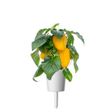 Yellow Sweet Pepper Plant Pods 3-pack