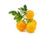 Yellow Mini Tomato Plant Pods 3-pack