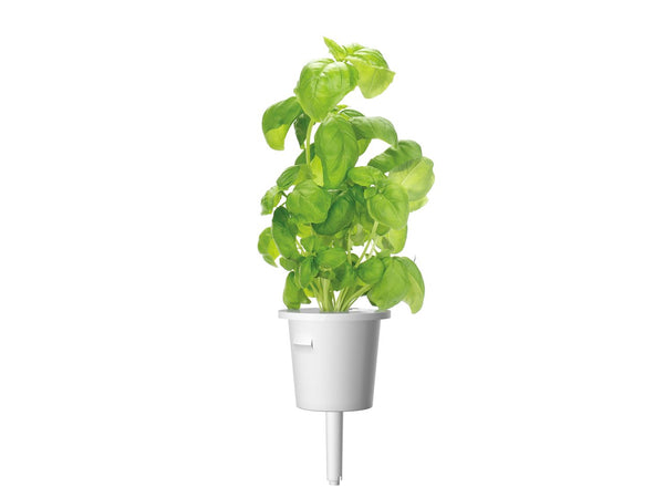 Basil Plant Pods for Click Grow Indoor Herb Gardens Click