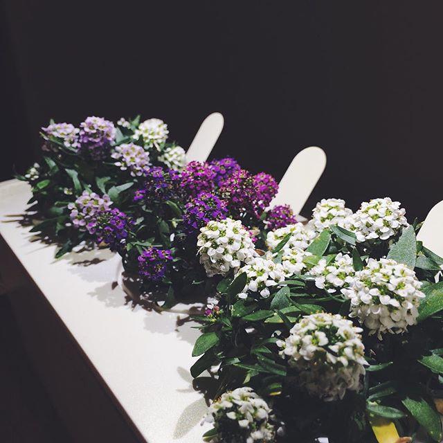 Sweet Alyssum Refill / Sweet Alyssum Refill