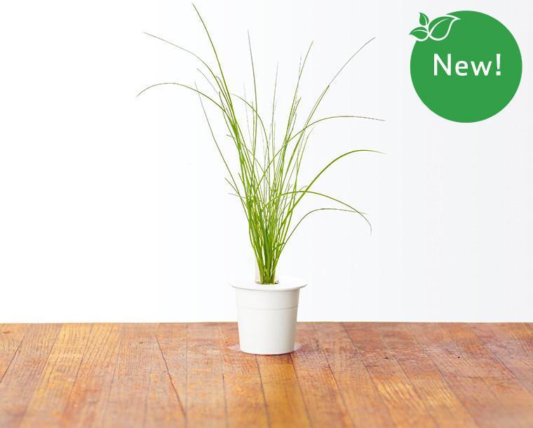 Chives Refill / Chives Refill