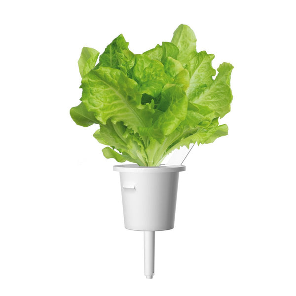 Green Lettuce Plant Pods Click Grow UK