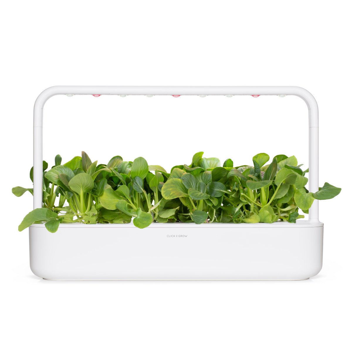 Pak Choi Plant Pods Click Grow Click Grow UK