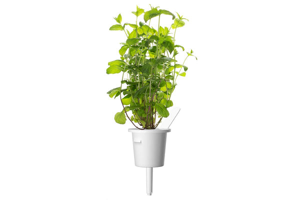 Peppermint Plant Pods Click Grow UK