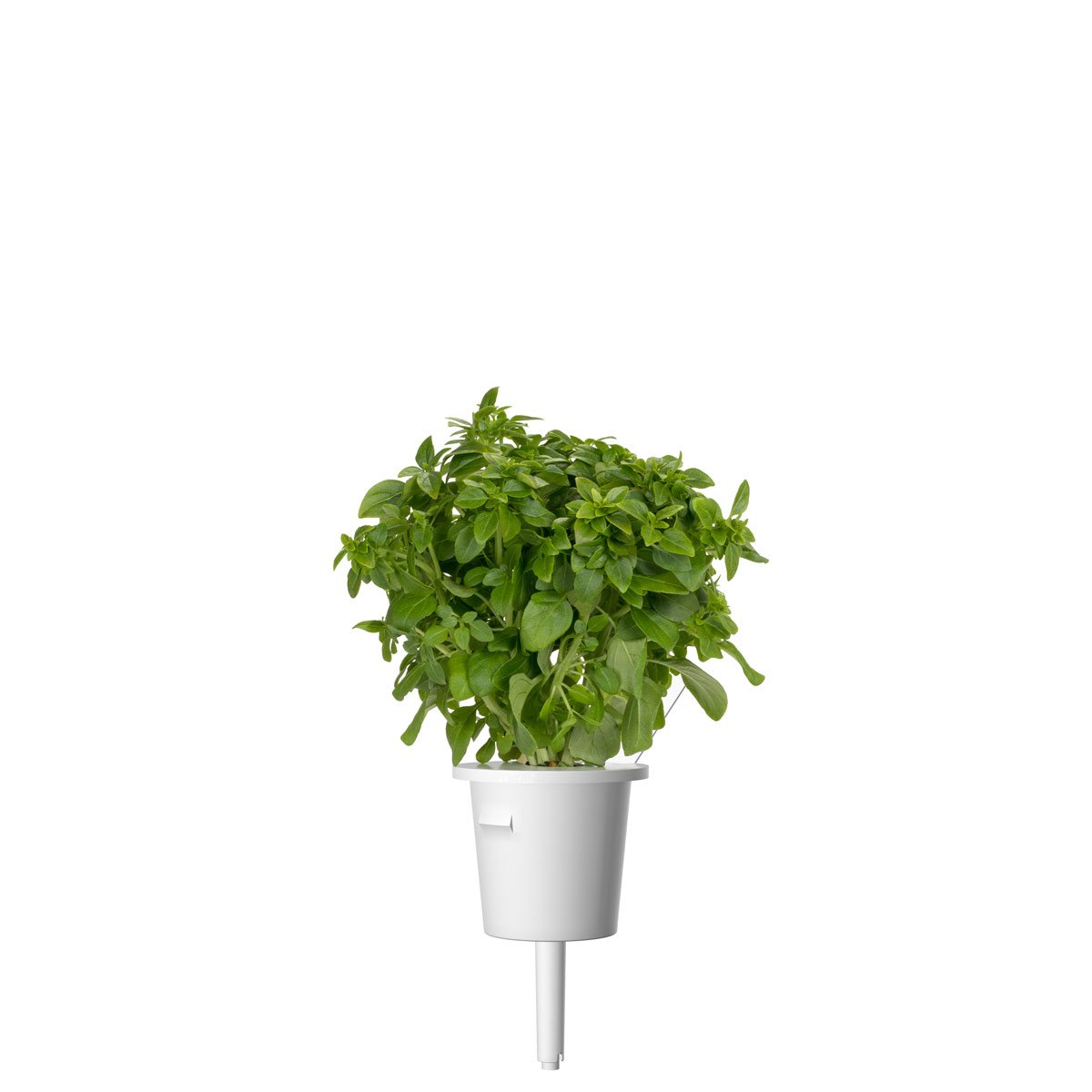 Dwarf Basil Plant Pods / Dwarf Basil Plant Pods