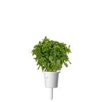 Dwarf Basil Plant Pods / Dwarf Basil Plant Pods