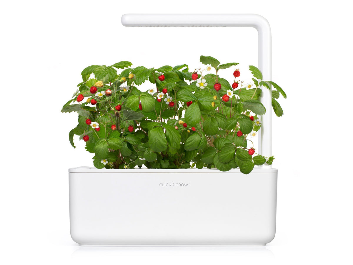 Grow strawberries at home with an indoor garden by Click & Grow. The best plant growing kit out there!