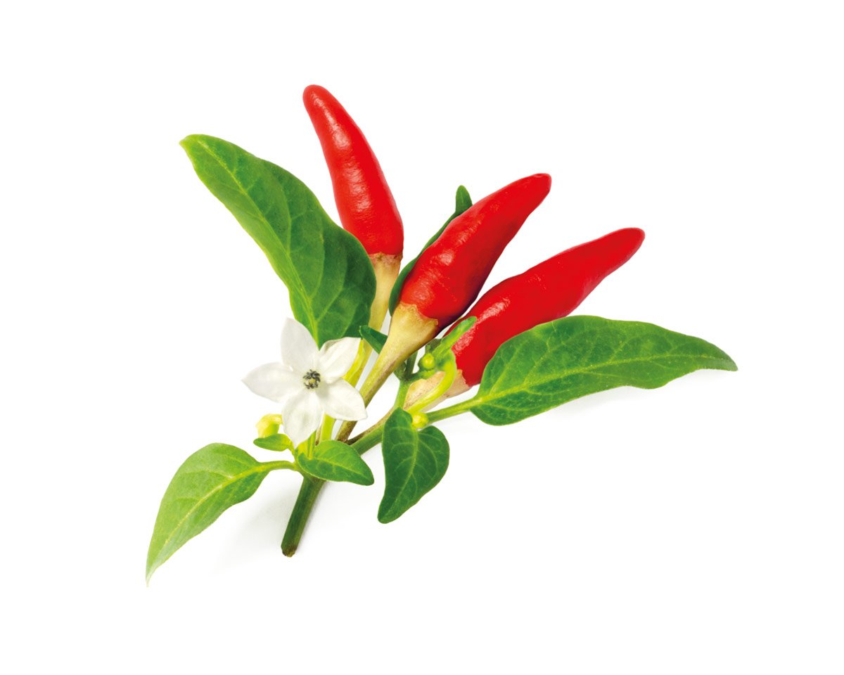 Red Hot Chili Pepper Plant Pods / Red Hot Chili Pepper Plant Pods