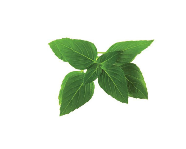 Thai Basil Refill