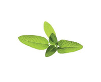 Garden Sage Refill / Garden Sage Refill