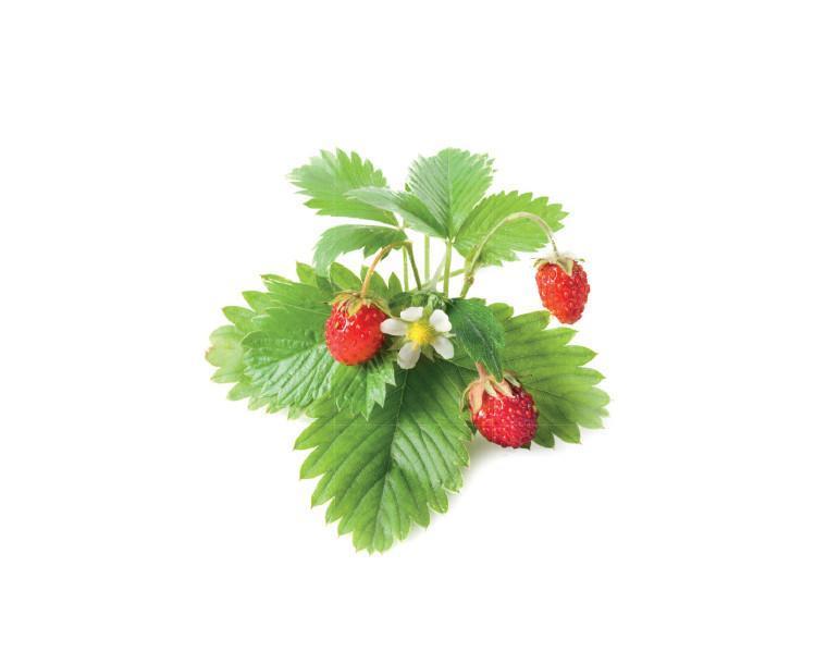 Wild Strawberry Refill