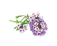 Sweet Alyssum Refill / Sweet Alyssum Refill
