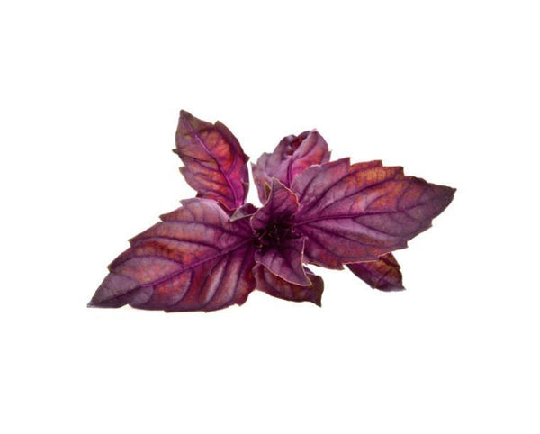 Red Basil Refill