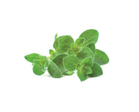 Oregano Refill / Oregano Refill