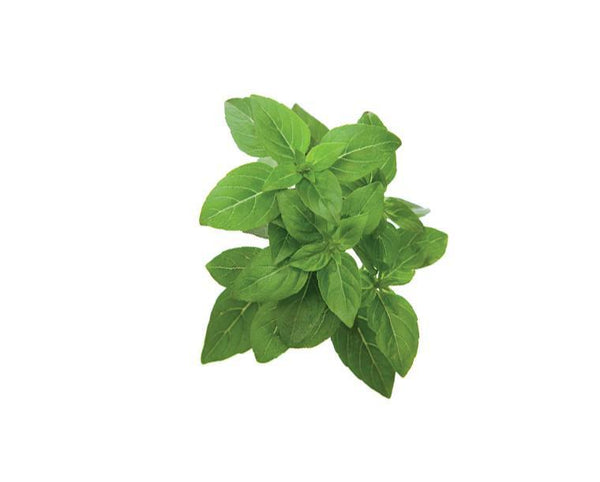 Dwarf Basil Refill