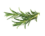 Rosemary Plant Pods 3-pack