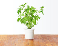 Thai Basil Refill / Thai Basil Refill